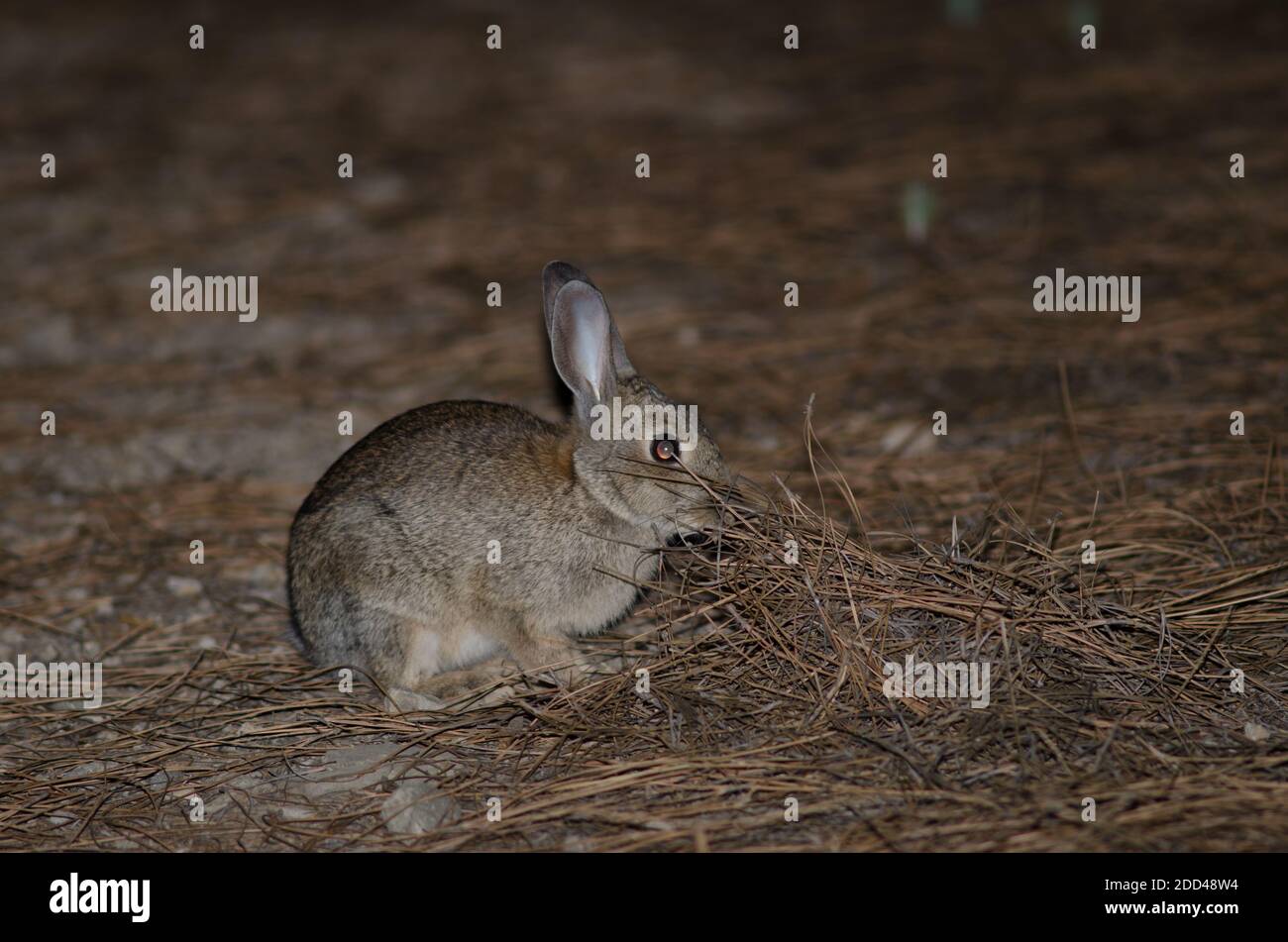 European rabbit Oryctolagus cuniculus in the Integral Natural Reserve ...