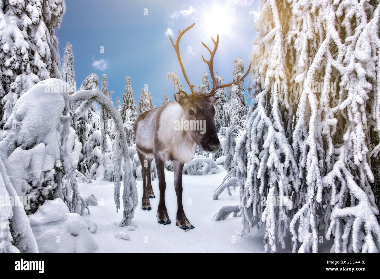 Reindeer in winter forest in Rovaniemi, Lapland, Finland Stock Photo