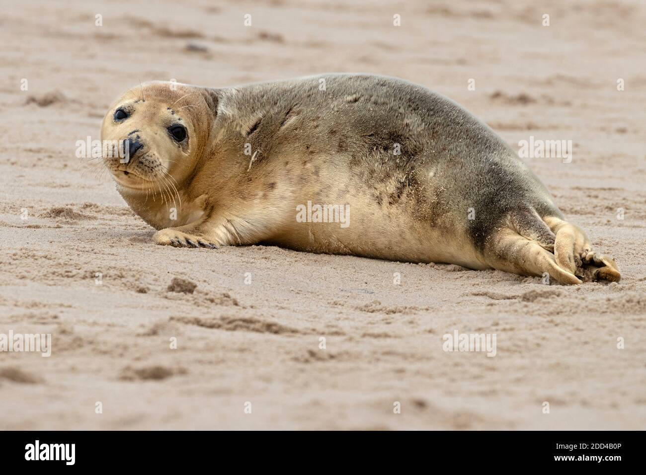 Grey seal pub Stock Photo