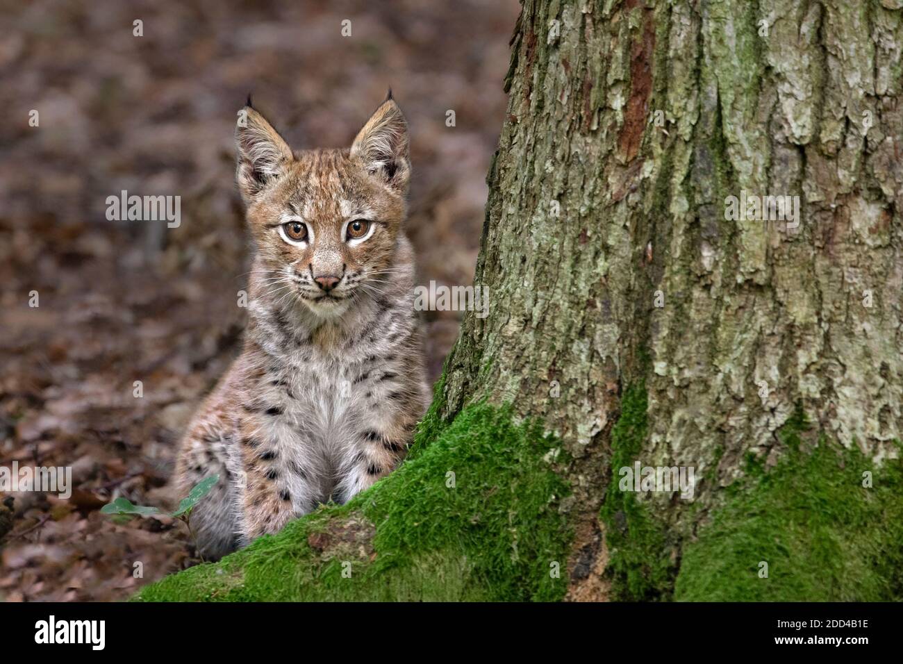 Eurasian lynx cub 2 months old Stock Photo