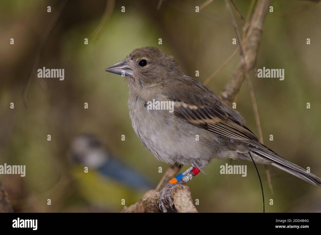 Gran Canaria blue chaffinch Fringilla polatzeki. Young female ringed and  with radio transmitter. Gran Canaria. Canary Islands. Spain Stock Photo -  Alamy