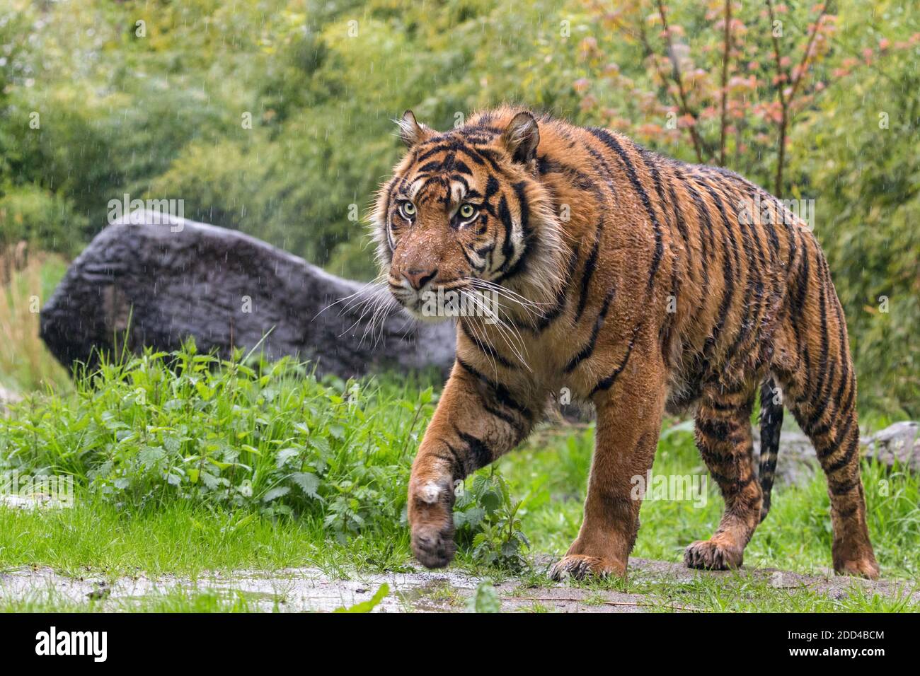 Sumatran tiger Stock Photo