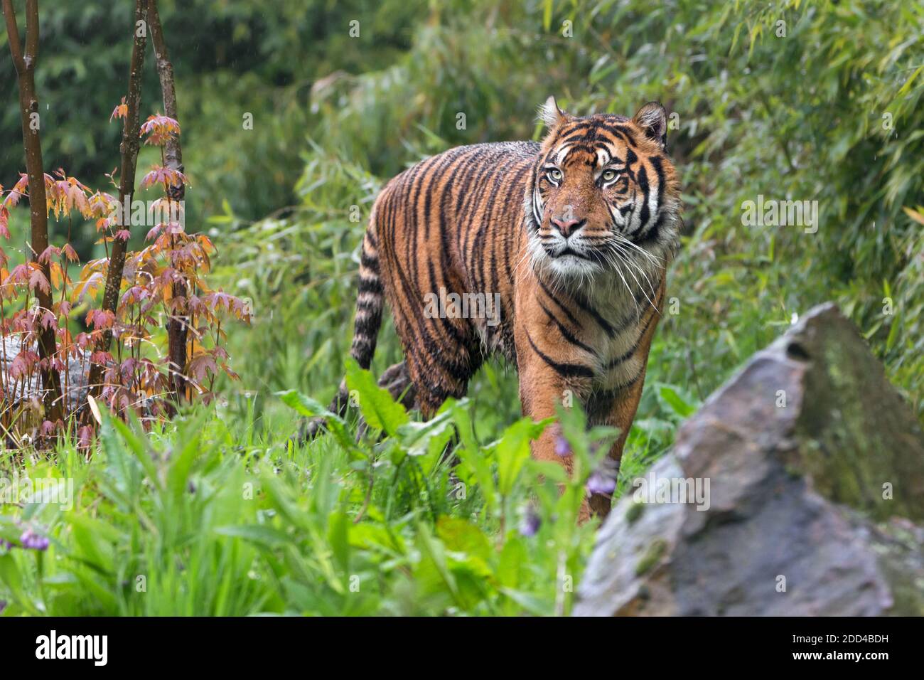 Sumatran tiger Stock Photo