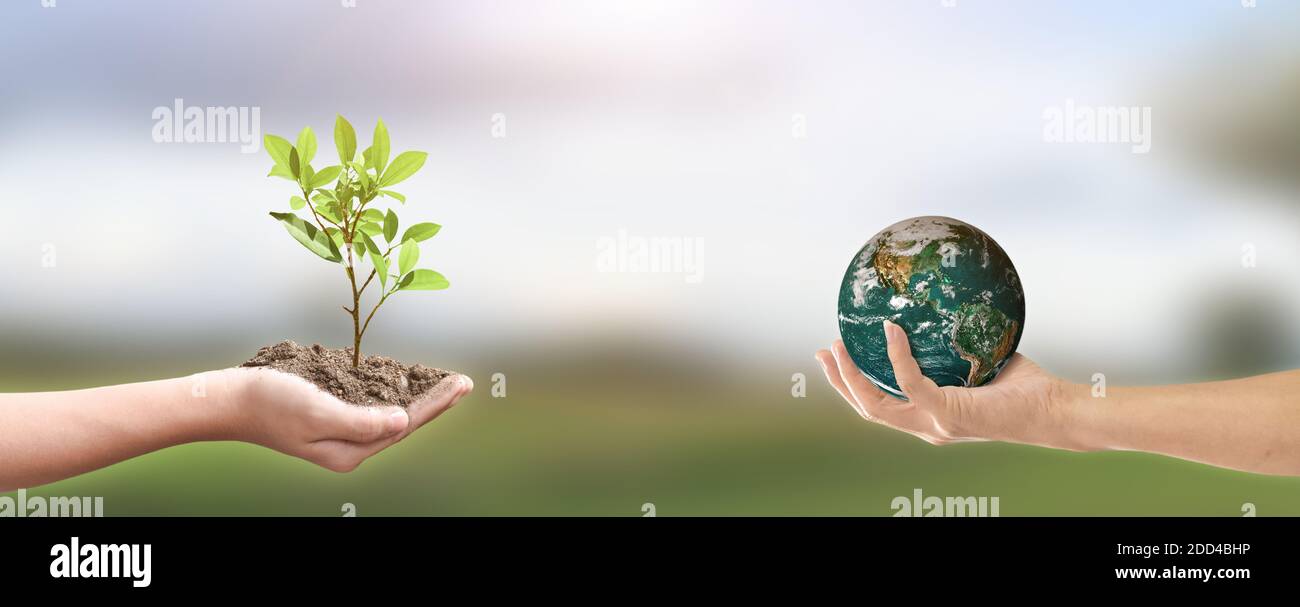 Environment day concept. hands holding tree and earth globe over green ...