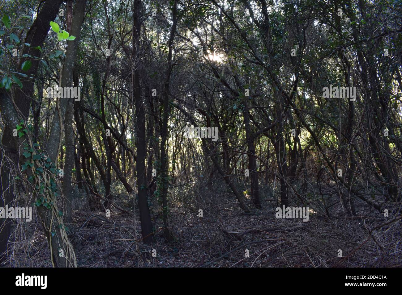 A sunbeam through a secluded glade hits a leaf. Green leaf. Gloomy forest. Brown Stock Photo