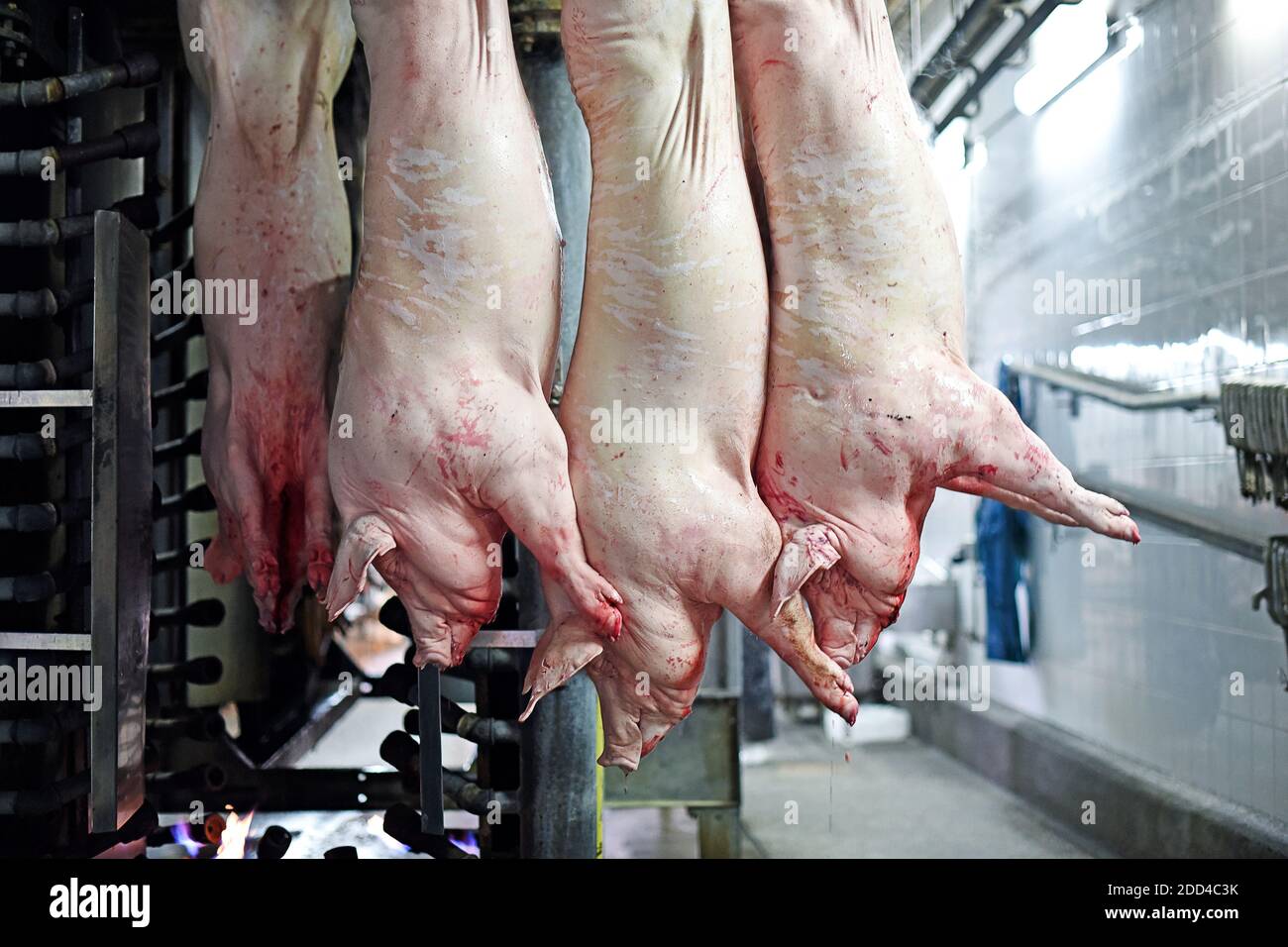 Pork carcasses are processed at the factory. Meat production. A place where pigs are killed Stock Photo