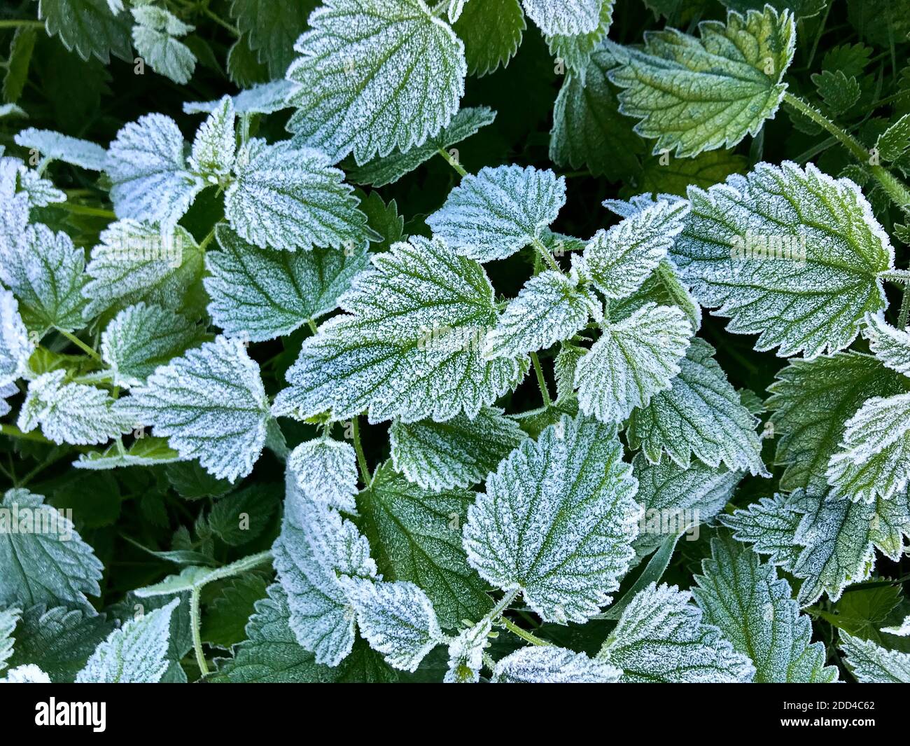 Photo of nettle leaves covered with hoarfrost. Overview Stock Photo