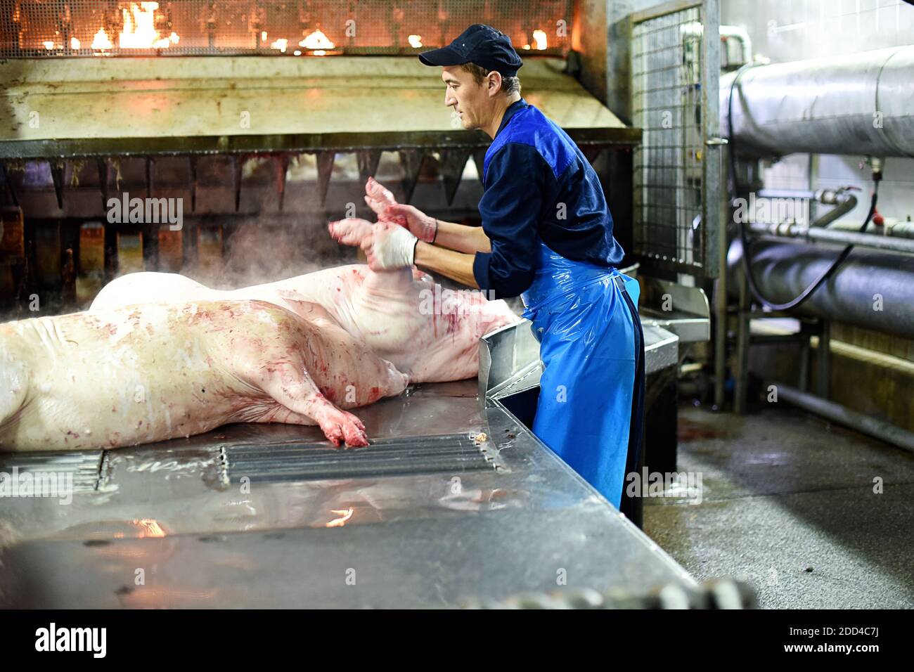 Pork carcasses are processed at the factory. Meat production. A place