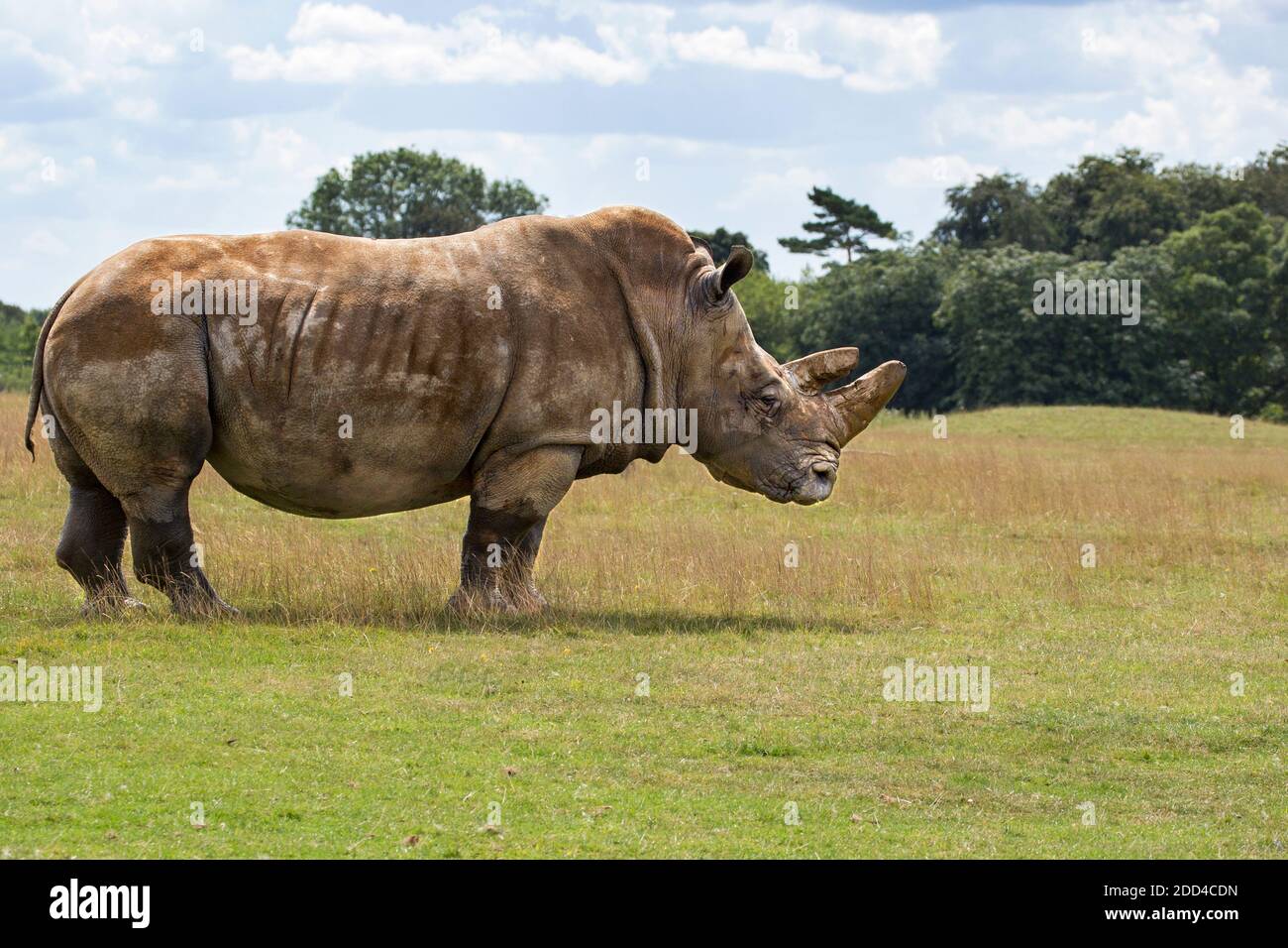 White rhinoceros Stock Photo