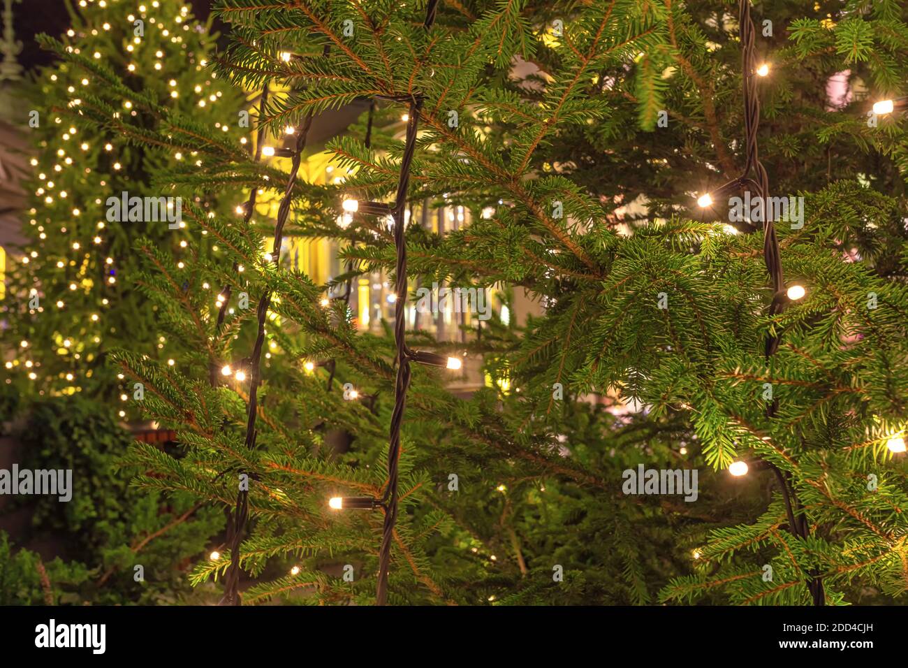 Christmas tree lights on the Christmas tree. The concept of congratulations and meeting the new