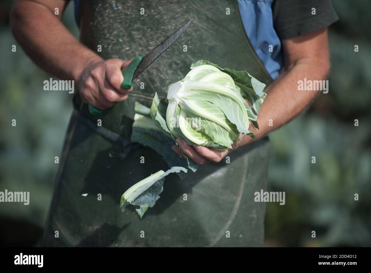 Carantec (Brittany, north-western France): cauliflower harvesting in a field in autumn, on the coast of the Bay of Morlaix. Stem cut with a knife, clo Stock Photo
