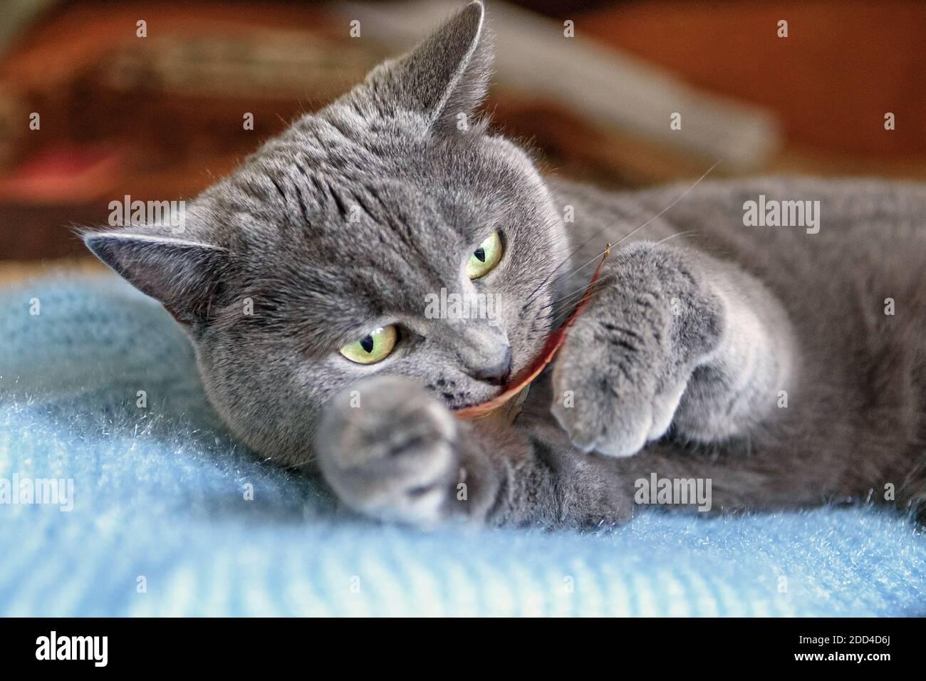 A picture of a beautiful Scottish Shorthair grey cat with yellow-green eyes playing on the sofa Stock Photo