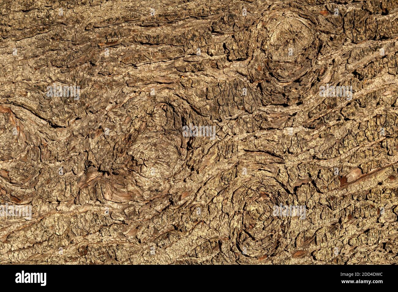 Tsuga Heterophylla brown tree bark macro close up texture background commonly known as   Western Hemlock, stock photo image Stock Photo