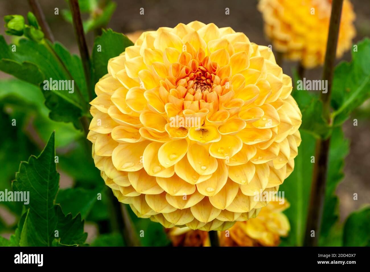 Dahlia 'Blyton Softer Gleam' a yellow orange summer pompom flower tuber plant, stock photo image Stock Photo