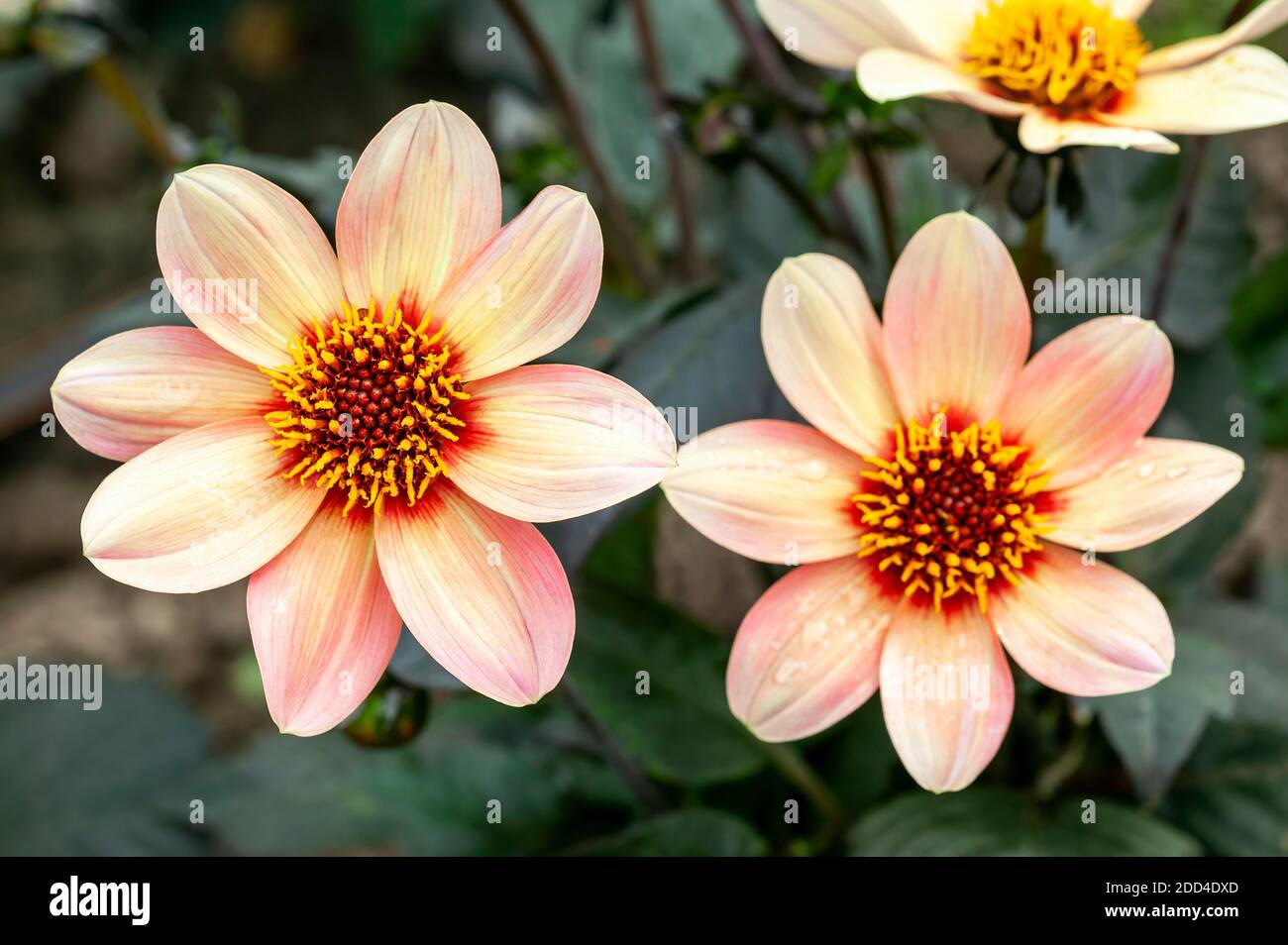 Dahlia 'Happy Single First Love' a orange pink summer autumn flower tuber plant, stock photo image Stock Photo