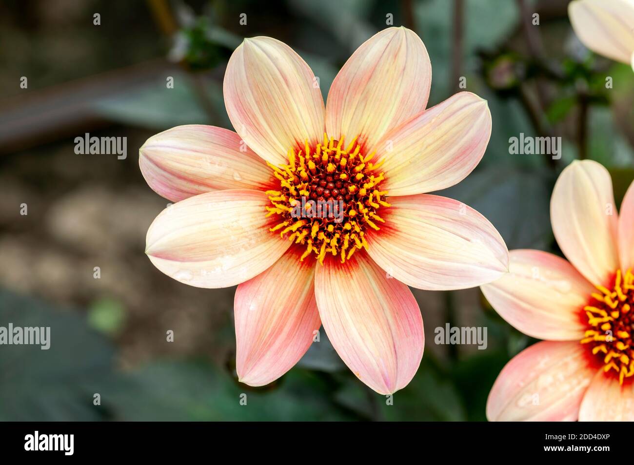 Dahlia 'Happy Single First Love' a orange pink summer autumn flower tuber plant, stock photo image Stock Photo
