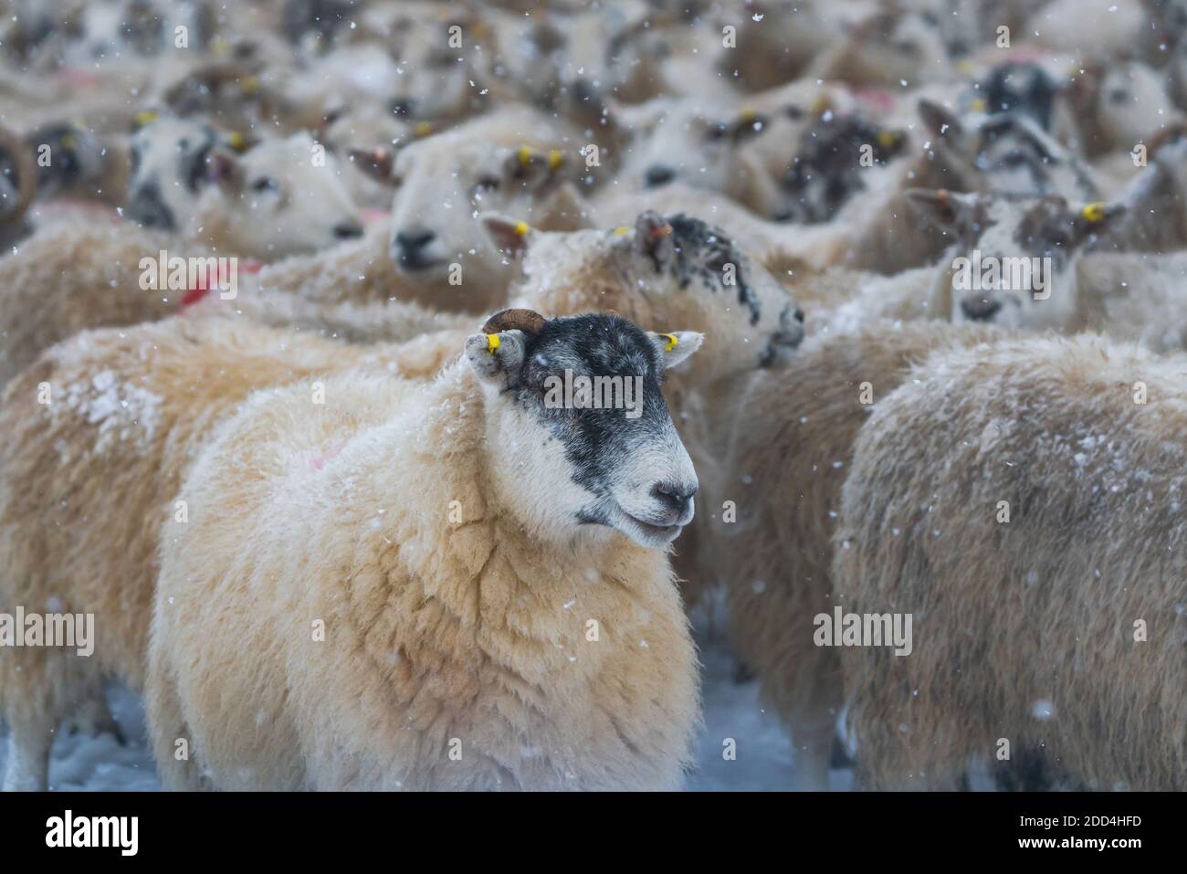 A flock of sheep in snow, Scotland - selective focus Stock Photo