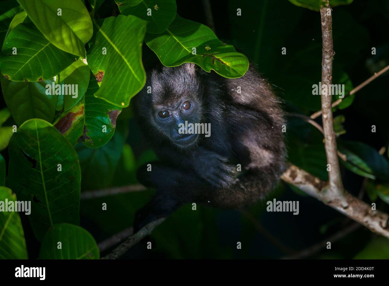 Juvenile Mantled Howler Monkey, Alouatta palliata, in the rainforest of Soberania national park, Colon province, Republic of Panama. Stock Photo