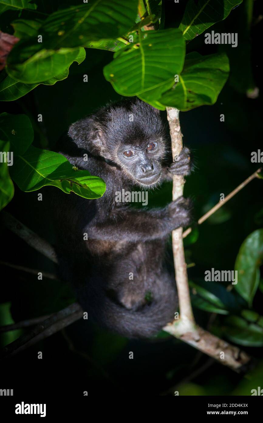 Panama wildlife with a juvenile mantled howler monkey, Alouatta palliata, in the rainforest of Soberania national park, Republic of Panama. Stock Photo