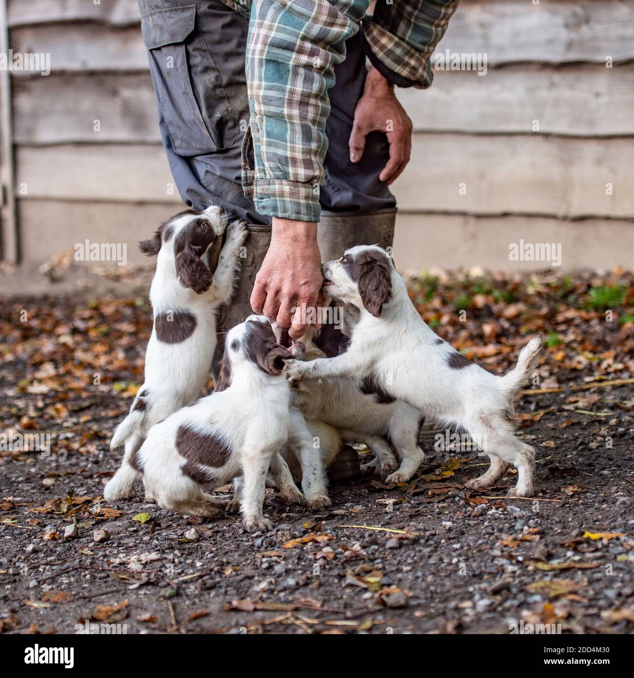 breeder with litter of english springer spaniel puppies Stock Photo
