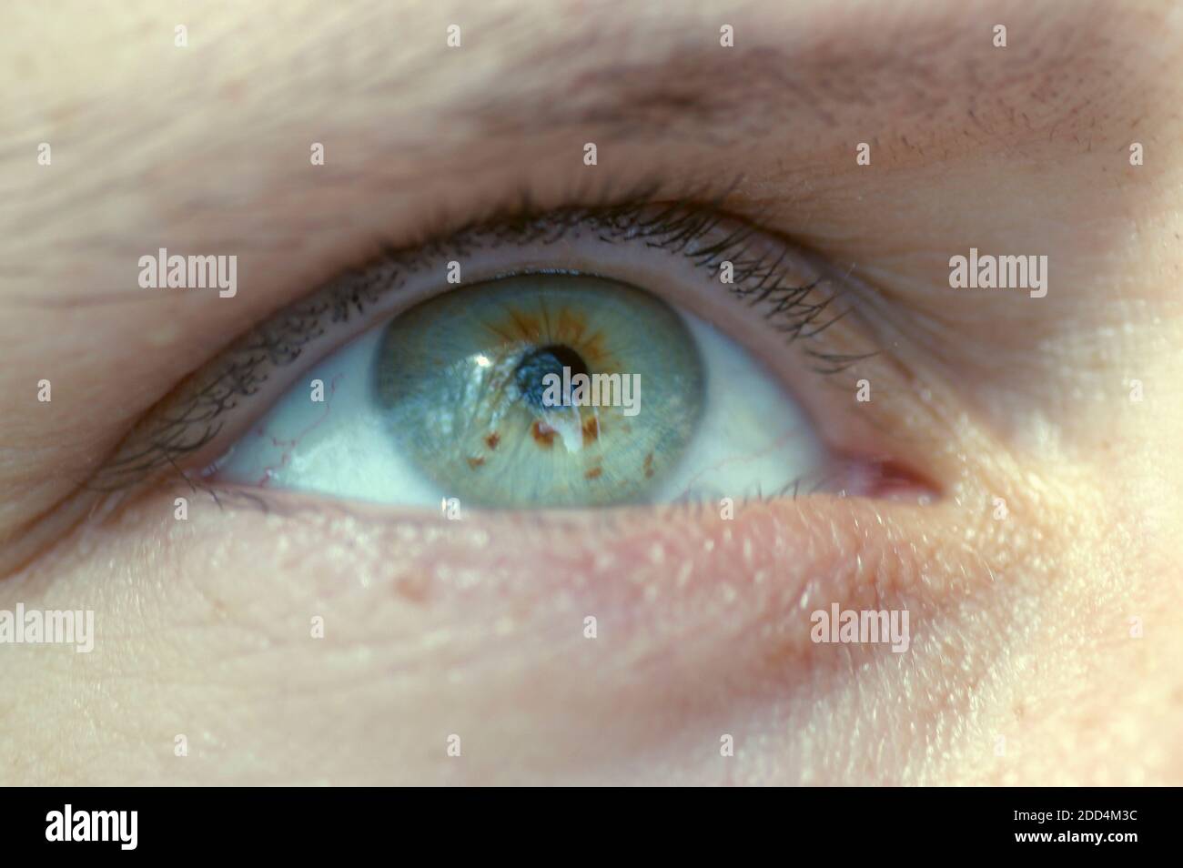 Green eye Stock Photo