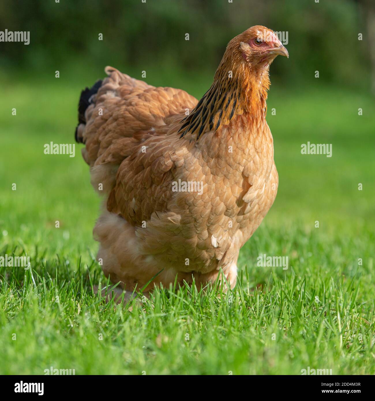 buff brahma hen Stock Photo