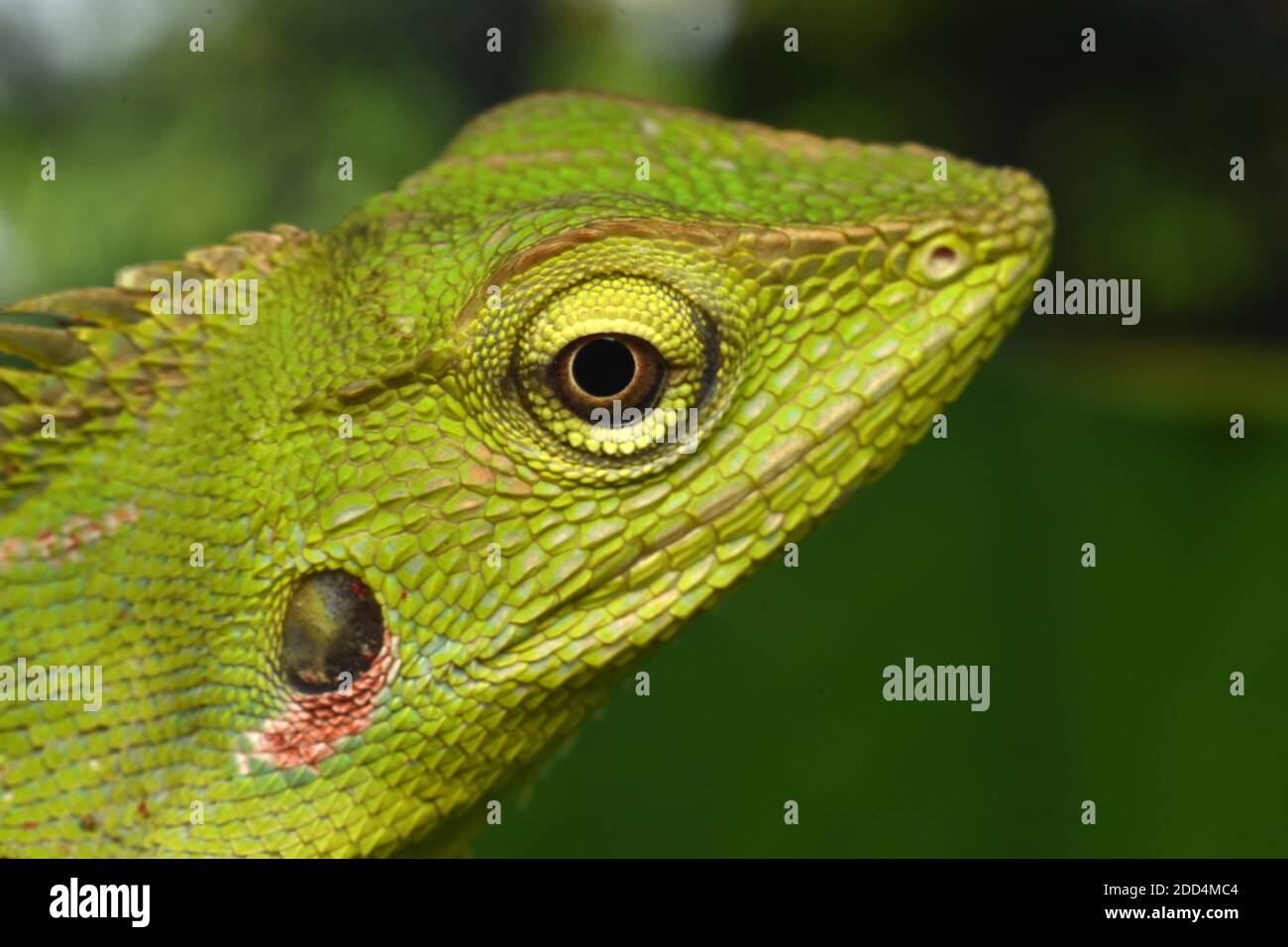 Close up view of maned forest lizard Stock Photo