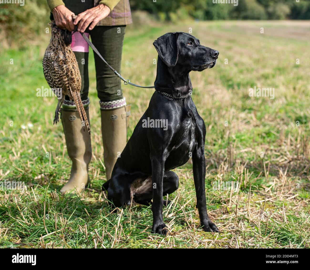 german shorthaired pointer dog on a pheasant shoot Stock Photo
