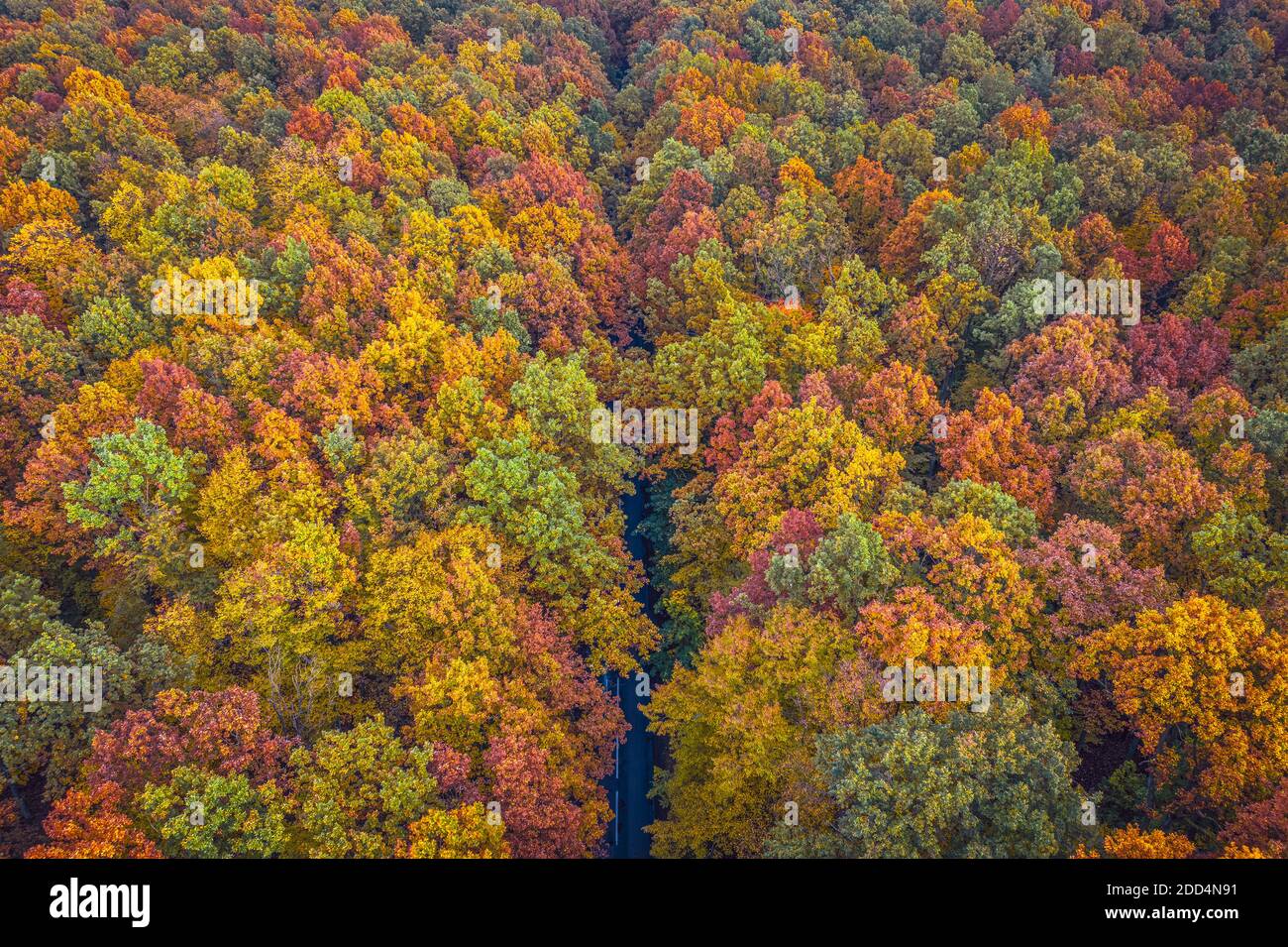 Aerial view of road through colorful autumn forest Stock Photo - Alamy