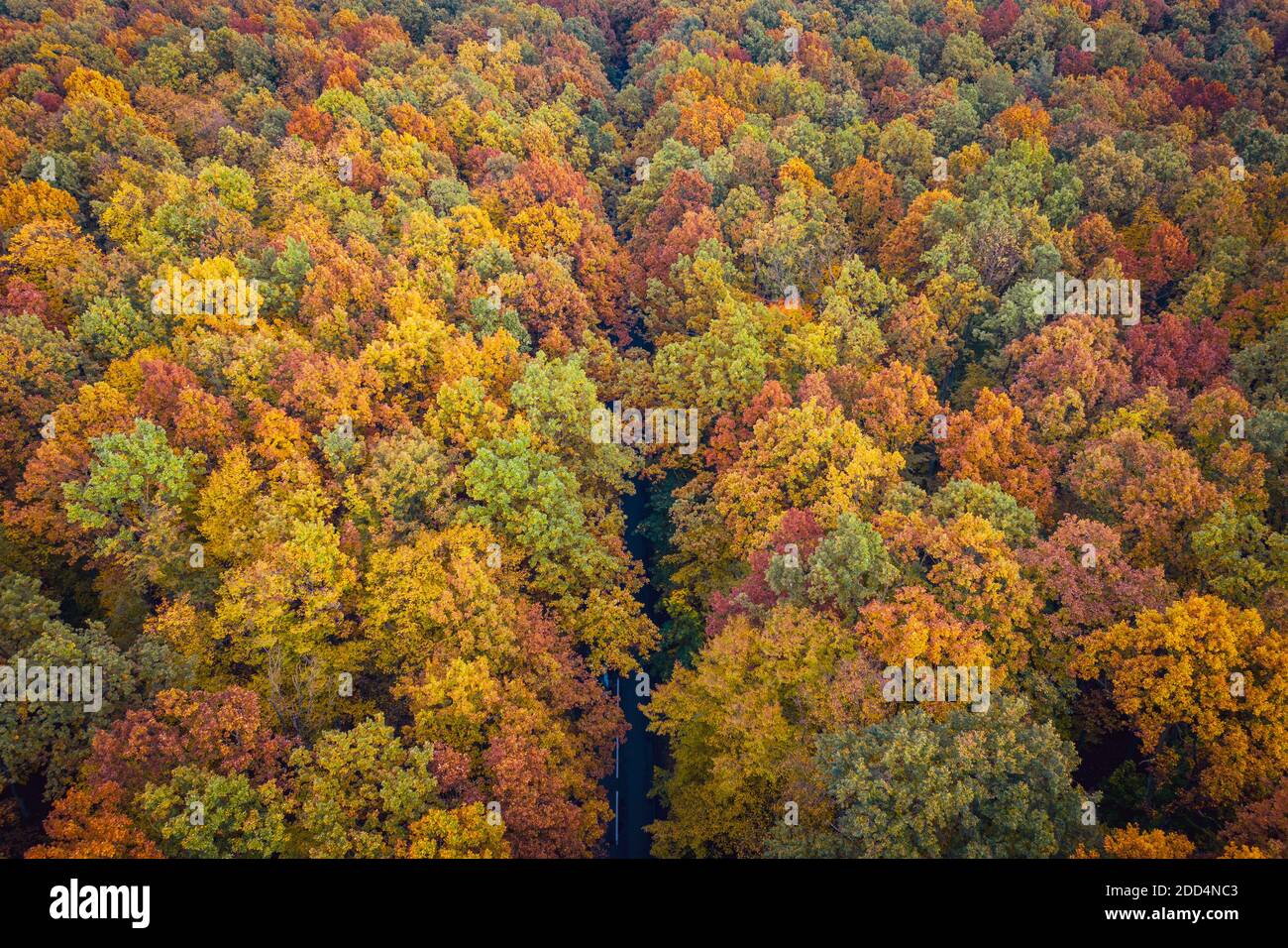 Aerial view of road through colorful autumn forest Stock Photo - Alamy