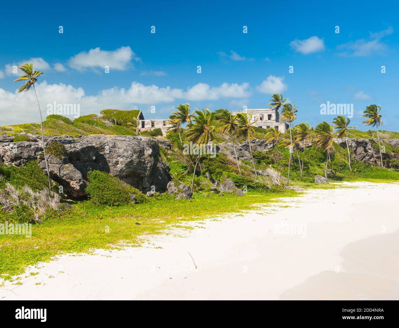 Harrismith Beach is one of the most beautiful beaches on the Caribbean island of Barbados. It is a tropical paradise with palms hanging over turquoise Stock Photo