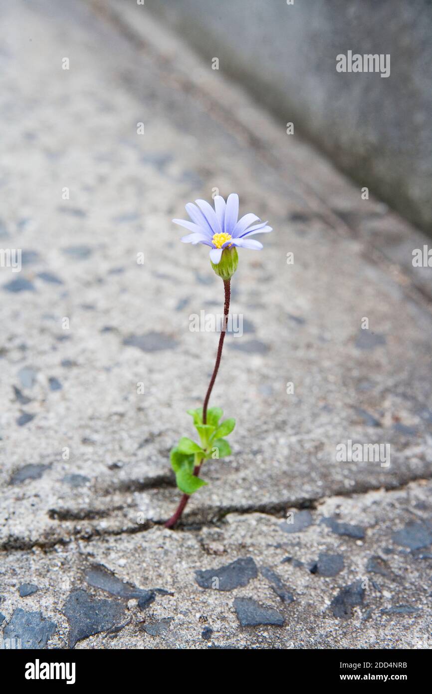 Flower growing out of crack in gutter pavement Stock Photo Alamy