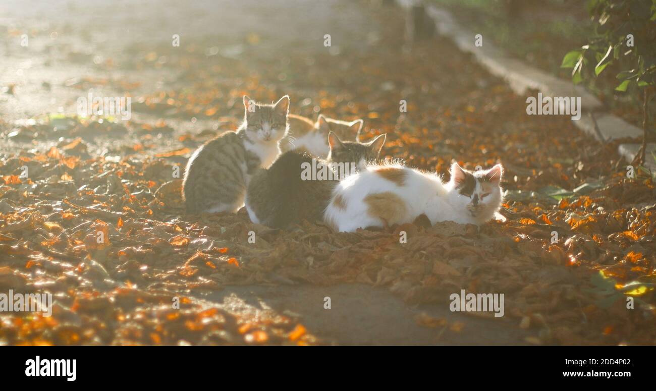 Adult cats and little kitten walk outdoors on fallen leaves in the autumn garden. Stock Photo