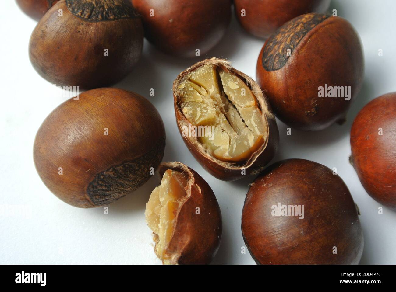 Chestnuts, low in fat and high in vitamin C, are more similar to fruits than true nuts. Isolated on green background. Selective focus. Stock Photo