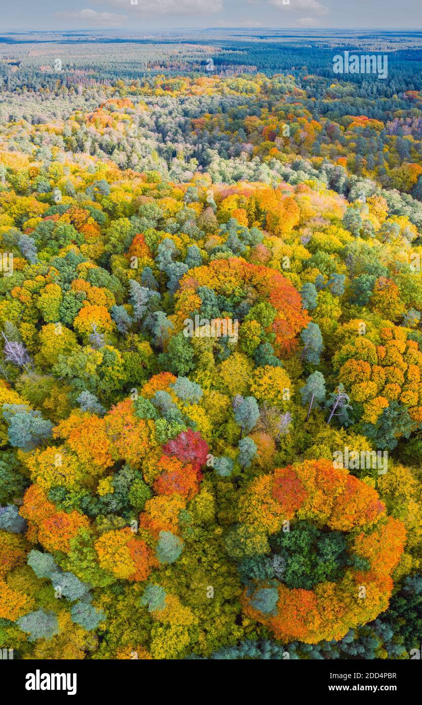 Aerial vertical panoramic view of vibrant color autumn forest Stock Photo