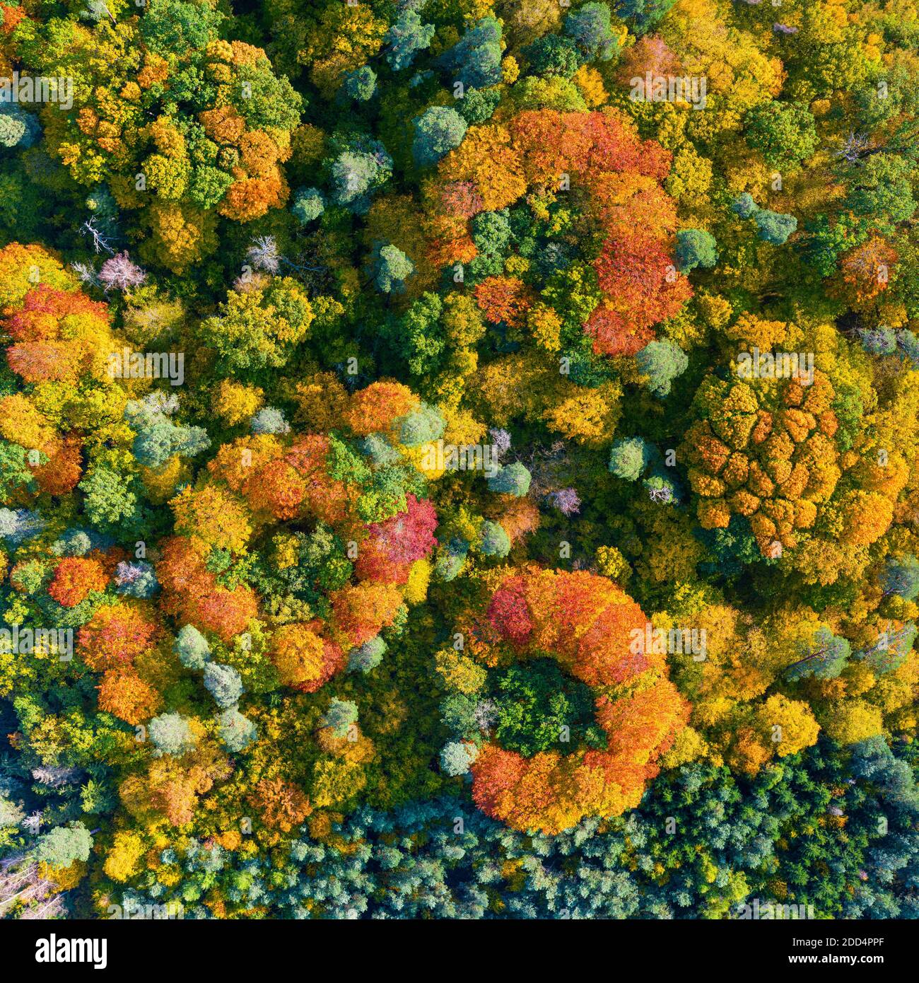Aerial top down view of vibrant colorful autumn forest Stock Photo - Alamy
