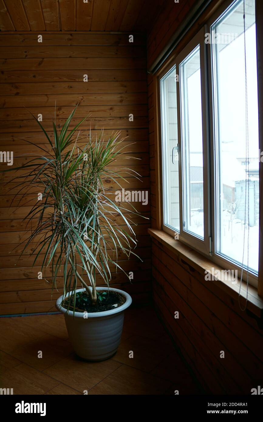close up of green leaves of dracaena marginata bicolor plant  against  window , minimalistic style. Mock up interior photo simple urban jungle style Stock Photo