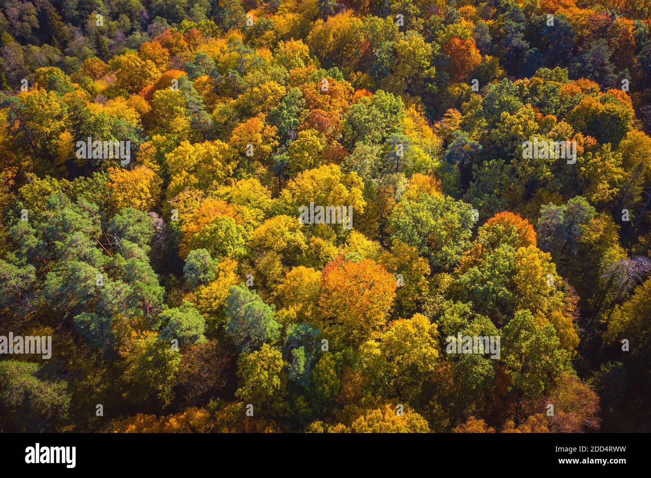 Aerial view of color autumn forest Stock Photo - Alamy