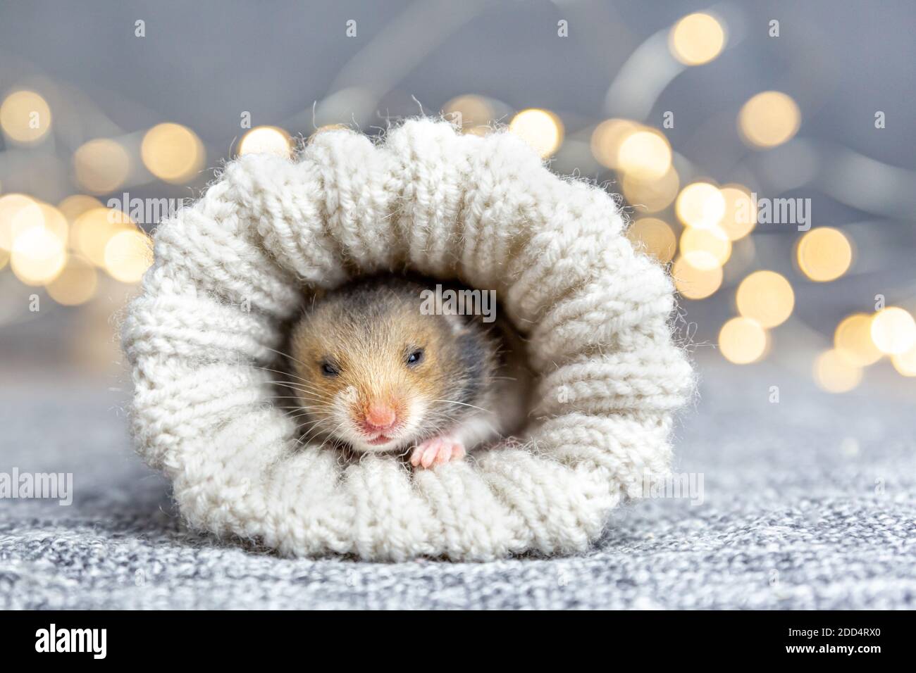 Gray syrian cheap hamster