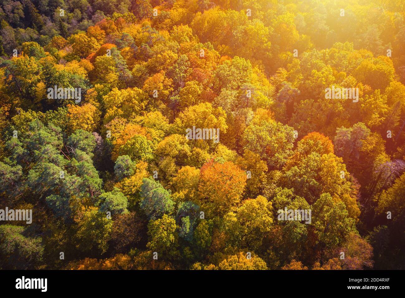 Aerial view of color autumn forest and sunset Stock Photo - Alamy