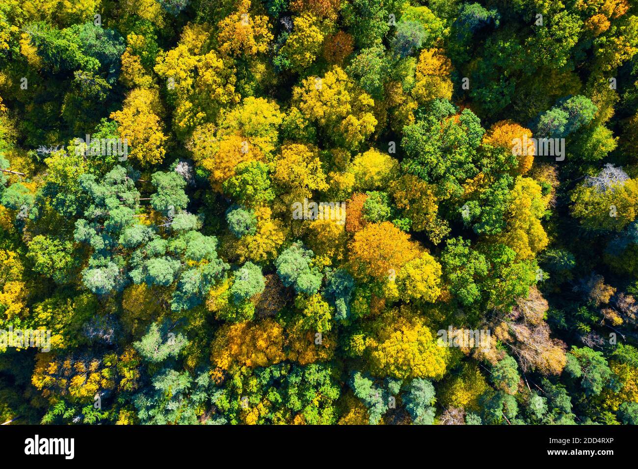 Aerial view of color autumn forest Stock Photo - Alamy