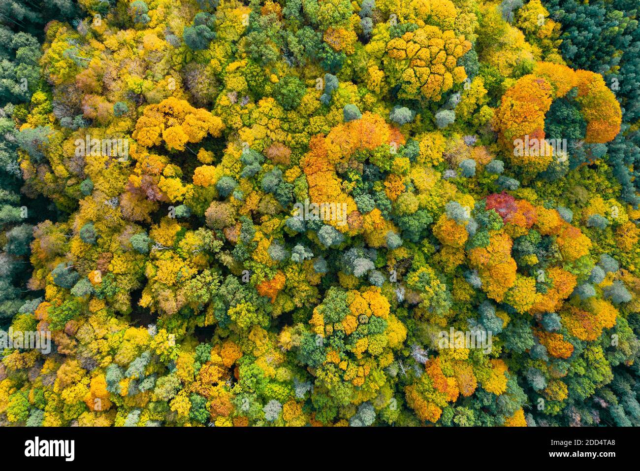 Aerial top down view of colorful autumn forest Stock Photo - Alamy