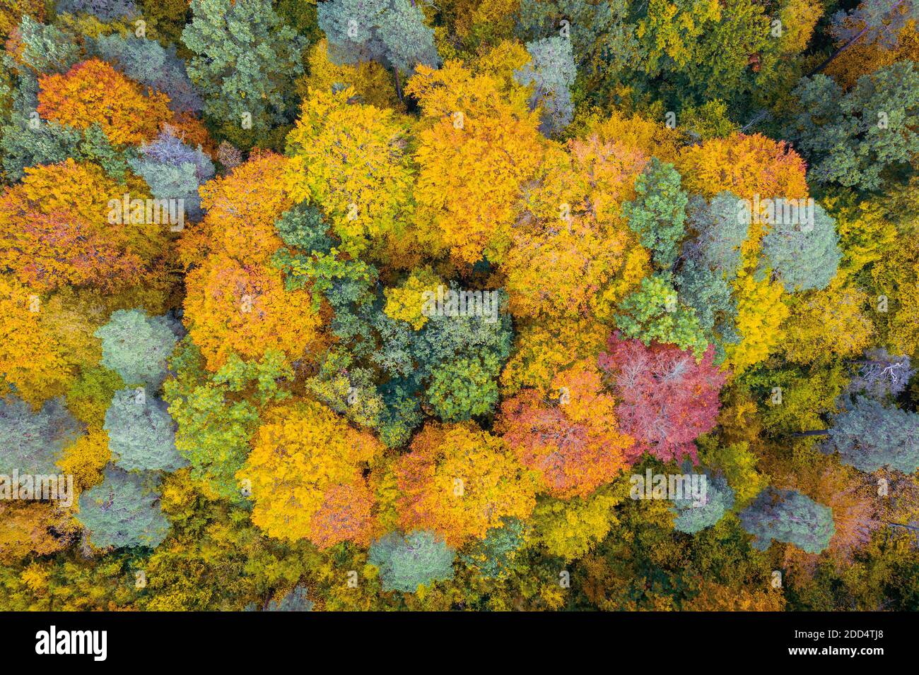 Aerial top down view of colorful autumn forest Stock Photo - Alamy