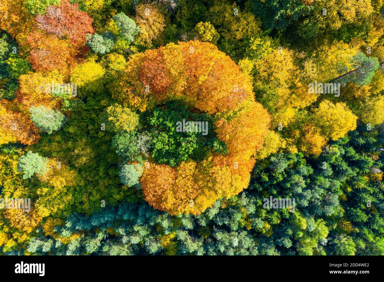 Aerial top down view of colorful autumn forest Stock Photo - Alamy