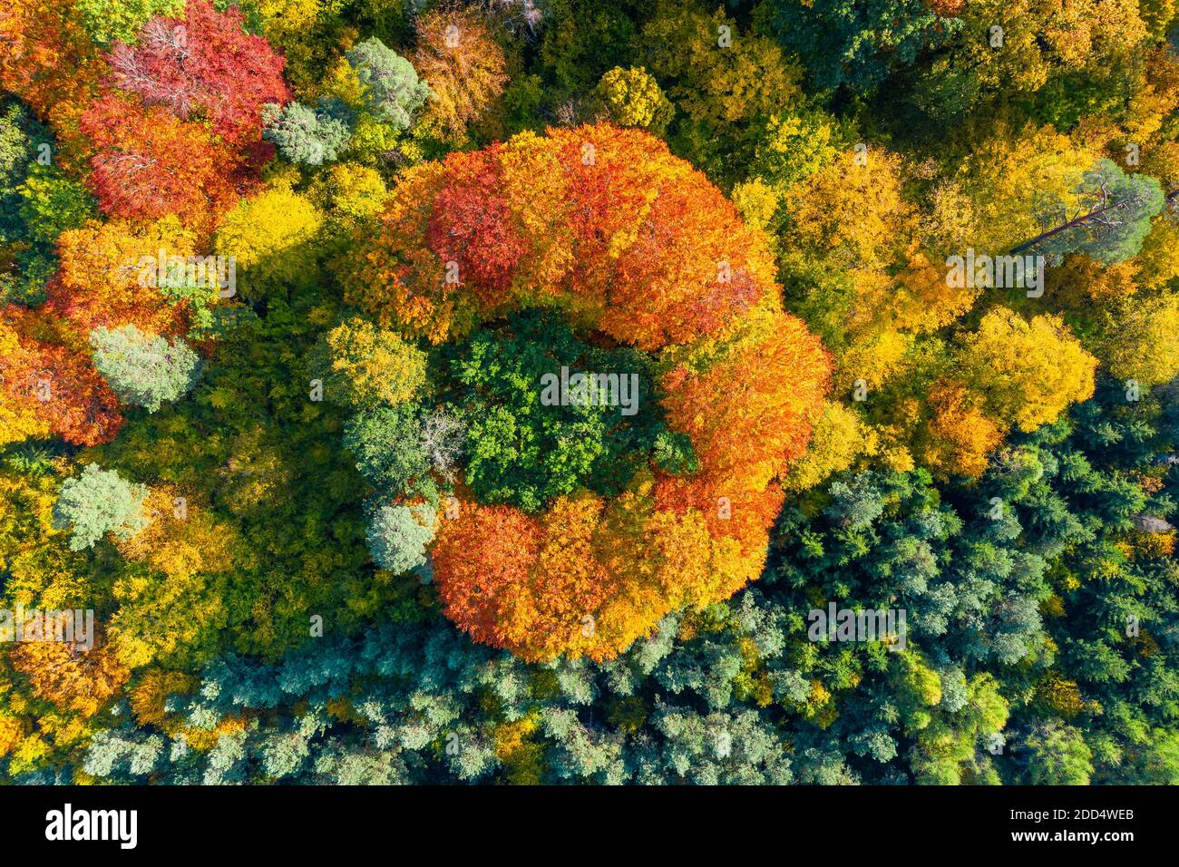 Aerial top down view of vibrant colorful autumn forest Stock Photo - Alamy