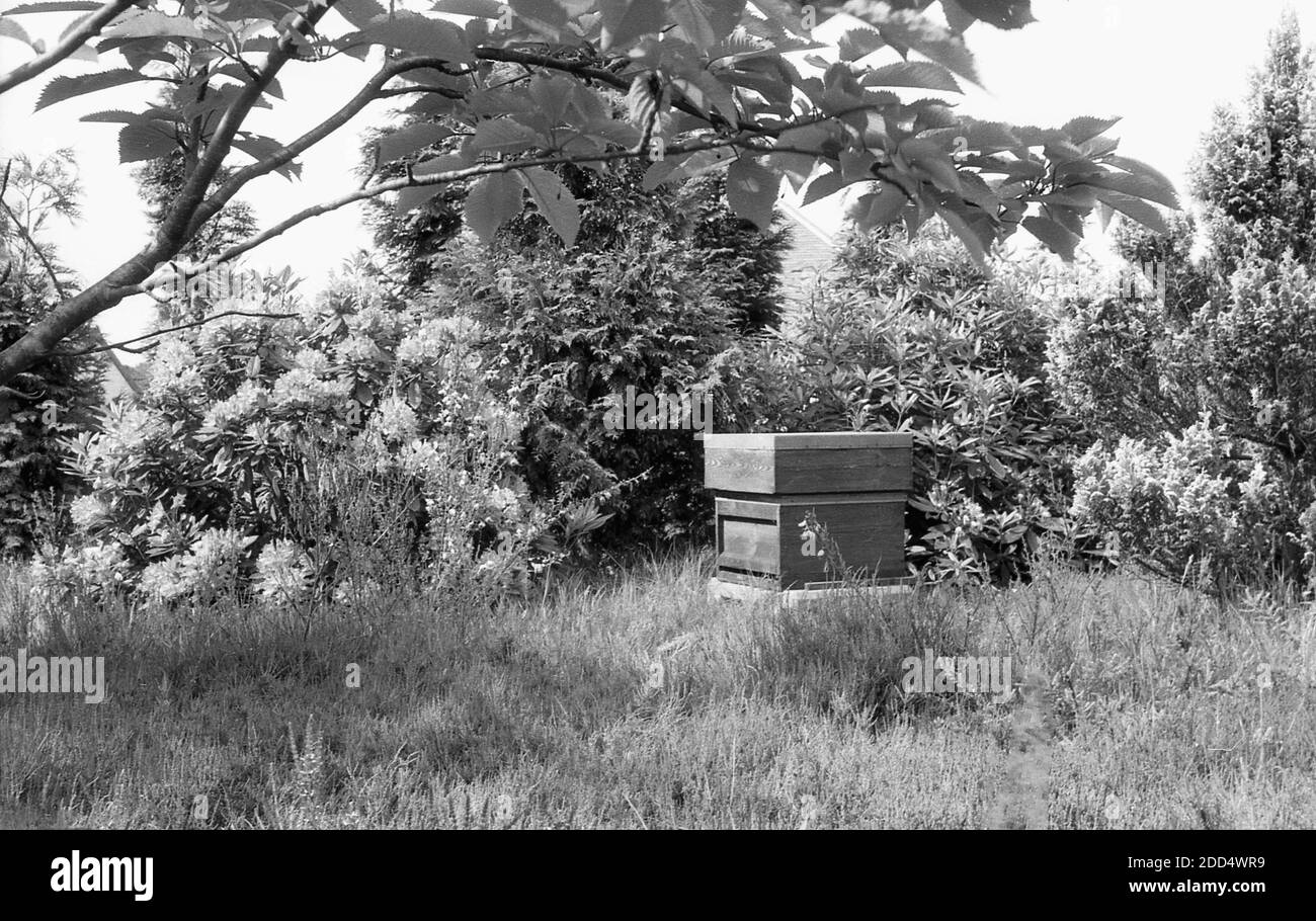 1950s, historical, a wooden beehive in a country field, England, UK. Stock Photo