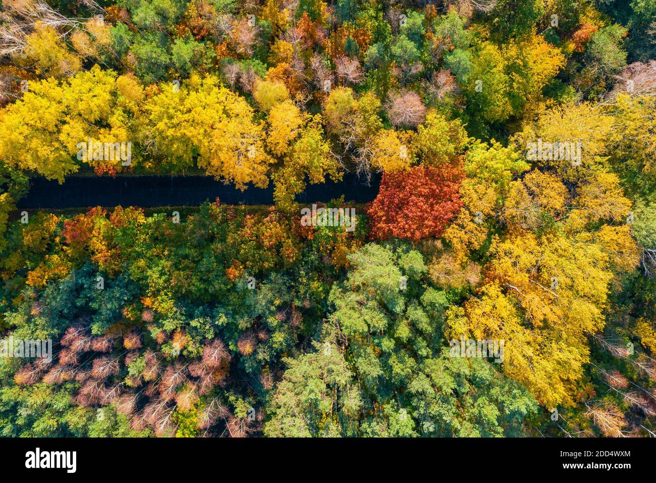 Aerial view of road through colorful autumn forest Stock Photo - Alamy