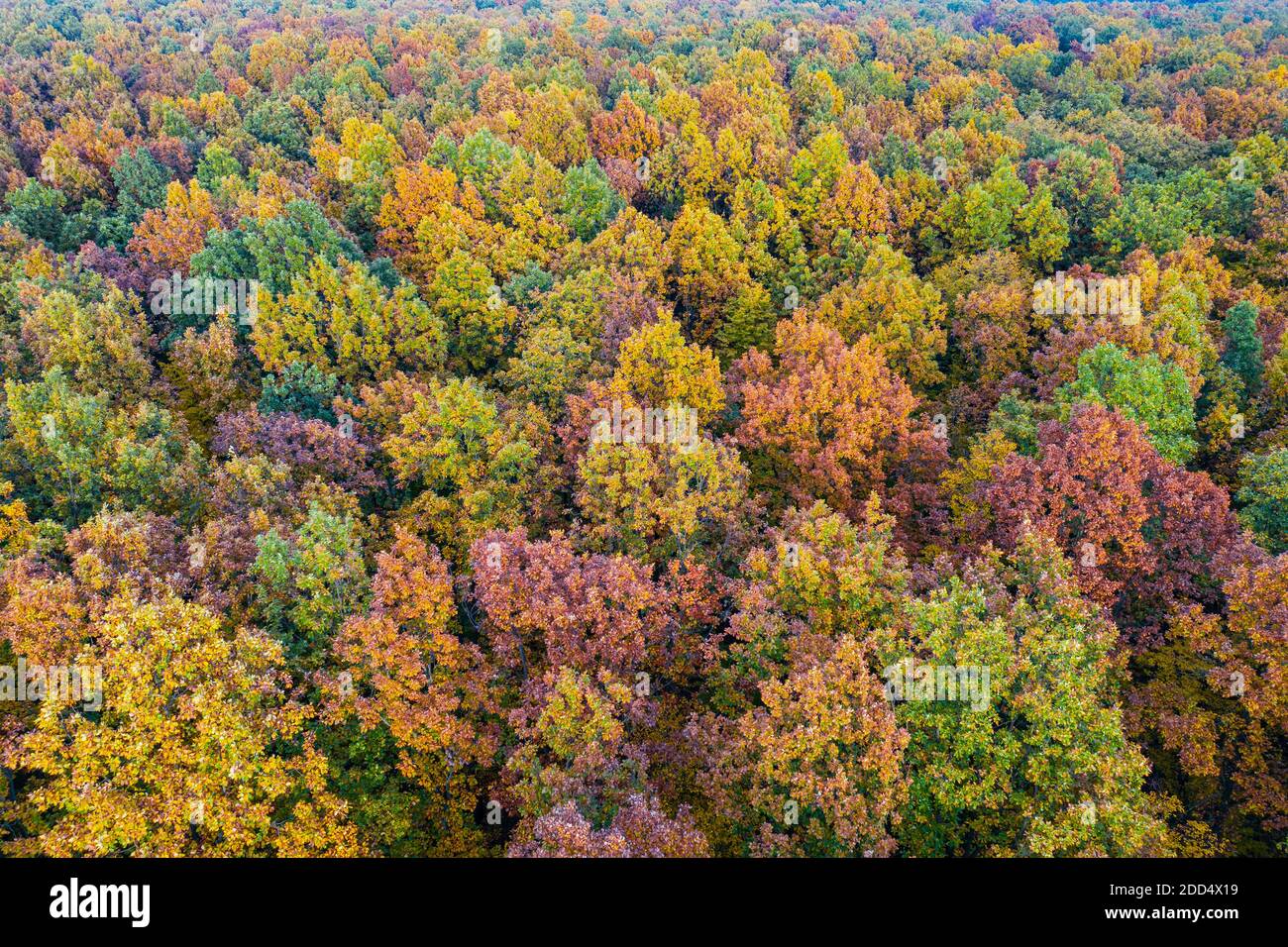 Aerial view of color autumn forest Stock Photo - Alamy