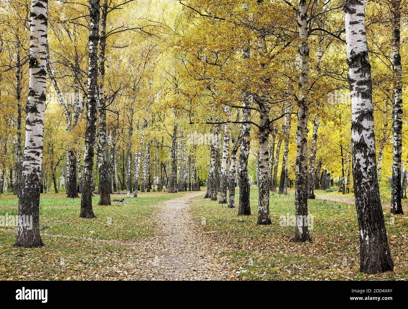Walking path in birch park in golden autumn season Stock Photo - Alamy