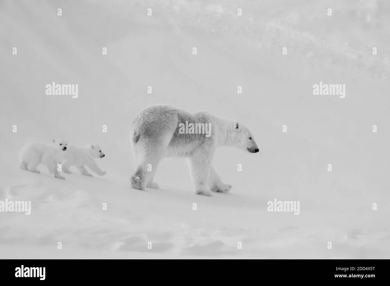 Polar bear mother (Ursus maritimus) with two new born cubs, walking in snow, Wapusk National Park, Manitoba, Canada. Stock Photo
